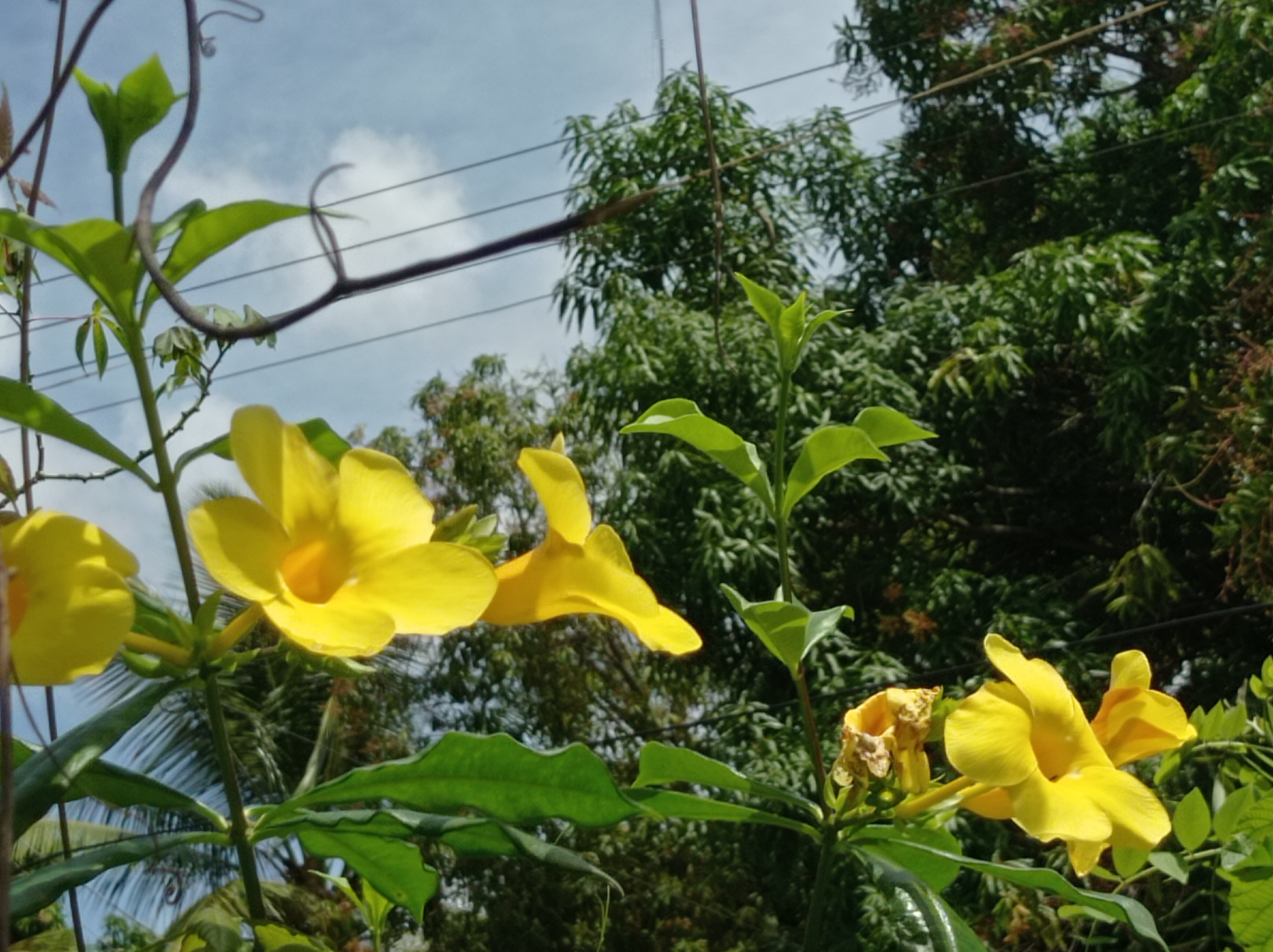 Campanitas amarillas1.jpg